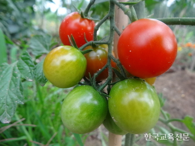 “초보 도시농부 벗어난 것, 맞죠?”