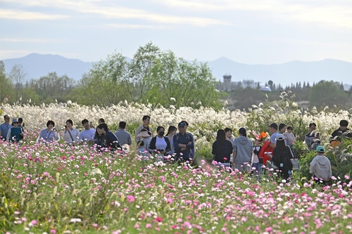 광주 서구 억새축제, 도심 속 힐링축제로 자리매김